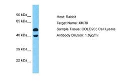 XKR8 Rabbit anti-Human, Polyclonal, Novus Biologicals 0.1ml; Unconjugated:Antibodies,